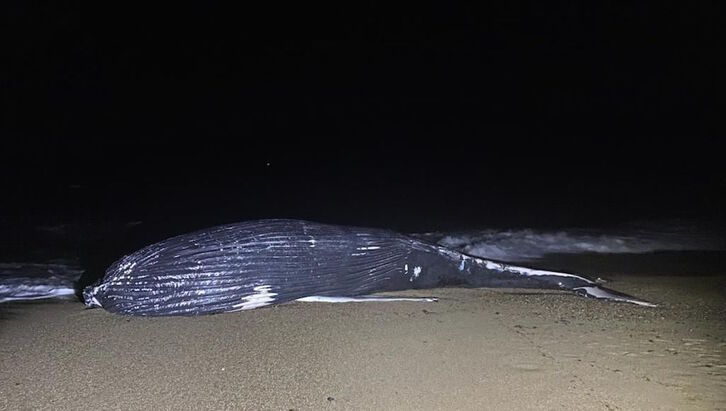 Imagen de la ballena jorobada de diez toneladas que ha aparecido una playa de Bidarte