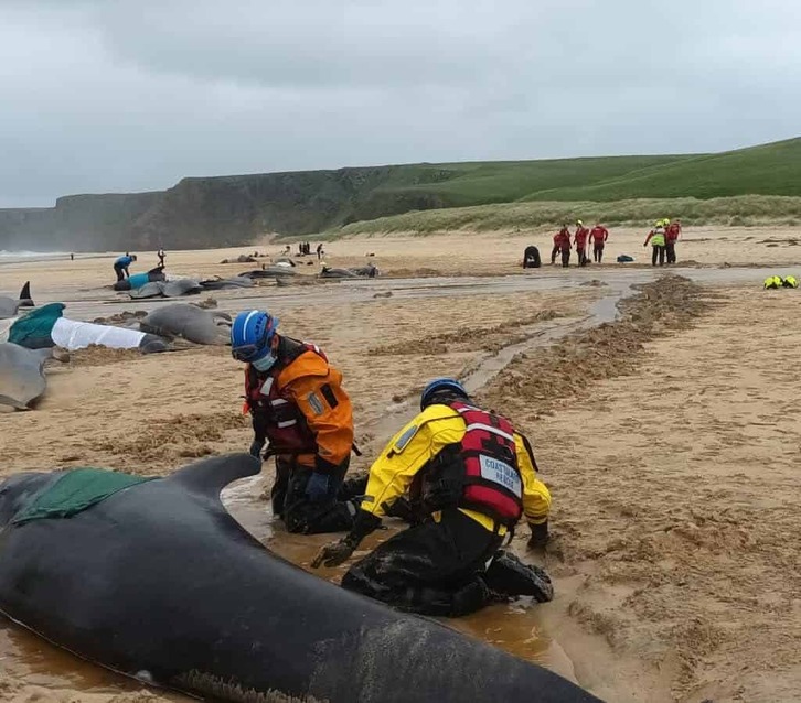 Primeros auxilios a las ballenas a pie de playa. 