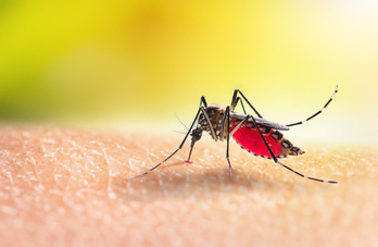 Los mosquitos Aedes aegypti son los que transmiten el dengue mediante picaduras.