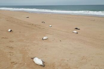 Los cuerpos sin vida de pingüinos, en la costa uruguaya lindante con Brasil.