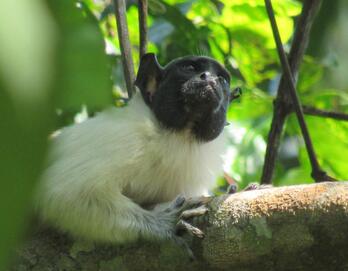 Un ejemplar de tamarino calvo. 