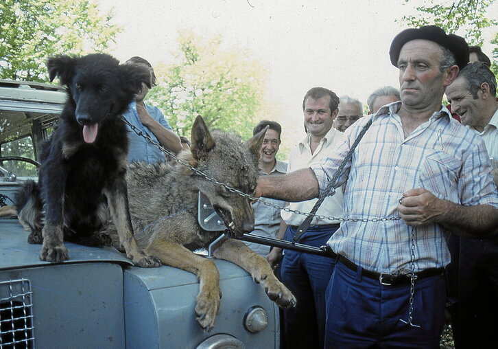 José Luis Garmendia posa junto al último lobo abatido en la zona de Urbasa, en junio de 1981