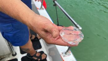 Una de las medusas muertas halladas este martes en La Concha.