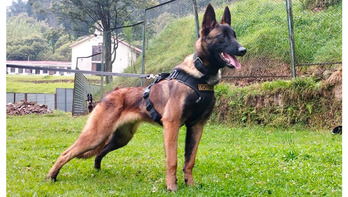 El perro protagonista de la búsqueda llevó hasta los niños pero luego nunca apareció.