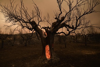 Así ha quedado el bosque en que se ocultan los migrantes tras pasar desde Turquía.