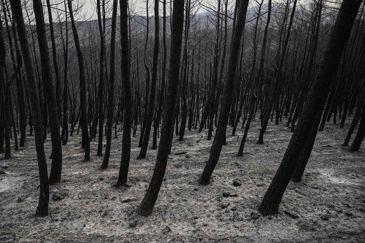 Uno de los bosques arrasados por los recientes incendios en Grecia.