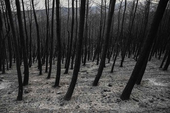 Uno de los bosques arrasados por los recientes incendios en Grecia.