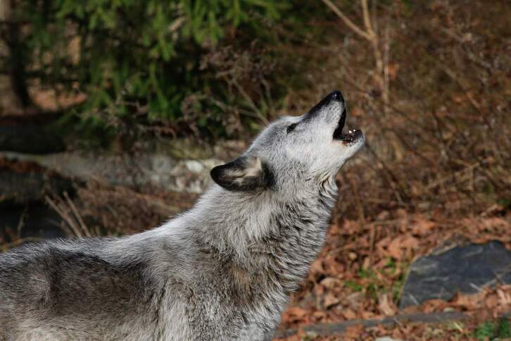 Un lobo, en una imagen de archivo. 