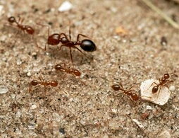 Hormigas rojas de fuego, como las que se han detectado en Sicilia.