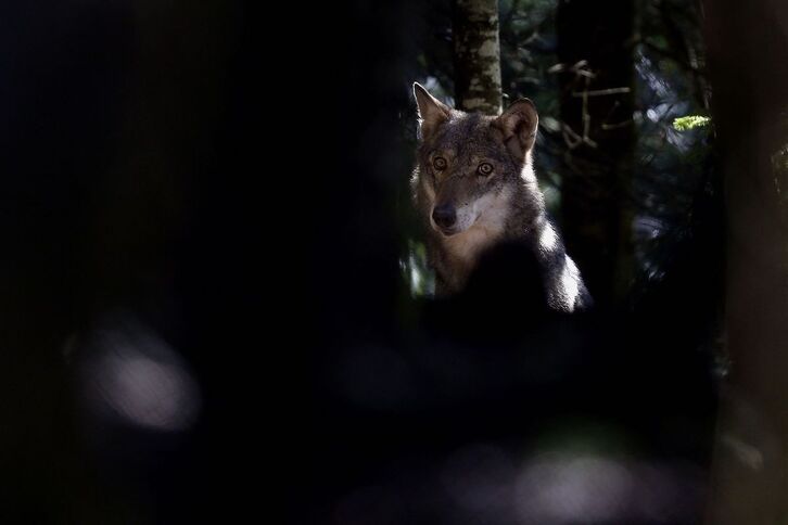 Lobo en el parque Mercantour, en el sureste del Estado francés.