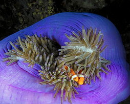 Dos peces payaso en Filipinas.