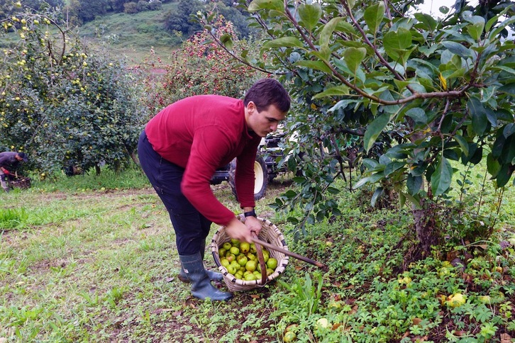 Argoitz Otaño, responsable de la sidrería Petritegi, en plena recogida de manzana.