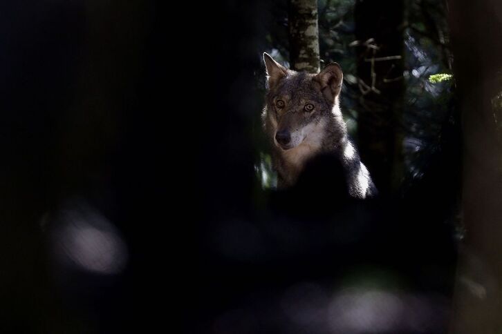 El lobo no supone un peligro para las personas en Europa.