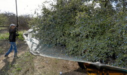 Junto a estas líneas, patxaranes recién cogidos en la plantación. Debajo, Sara García durante un control de calidad. A su derecha, momento en que se recogen las endrinas del árbol en una finca en Falces.