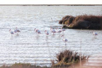 Un acuerdo ha pospondrá la proposición de ley sobre los terrenos de regadío de Doñana.