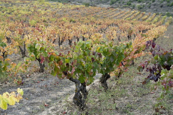 El desarrollo de los viñedos alaveses agrupados en ABRA se está viendo torpedeado desde la DOC Rioja.