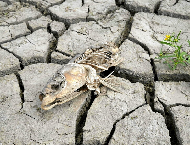 Sequía en el río Missisipi
