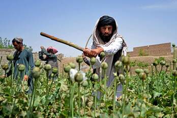 Un afgano destruye una plantación de opio en la provincia de Kandahar.