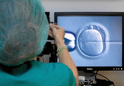 Proceso de fecundación «in vitro» con óvulos donados.