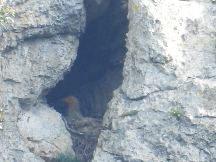 Un alimoche nidificando en la zona afectada.