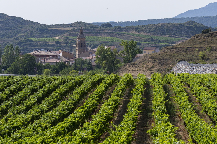 Un viñedo con Guardia al fondo.