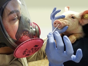 La cepa de gripe porcina puede pasar a humanos.