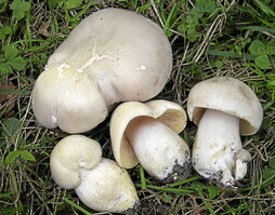 Ejemplares de «Entoloma lívidum», propia del otoño y que mueve a confusión con la conocida como seta de primavera.