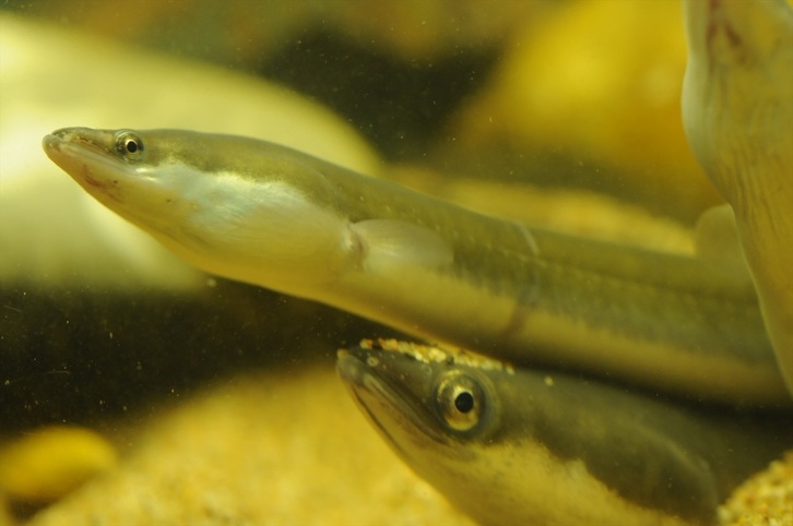 La anguila europea está en grave peligro de extinción.