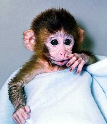 ANDi, genetikoki eraldatutako lehenengo primatea.