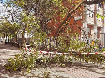 Árbol caído a consecuencia de las fuertes rachas de viento del suroeste.