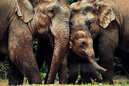Elefanteak arriskuan daude Sri Lankan.