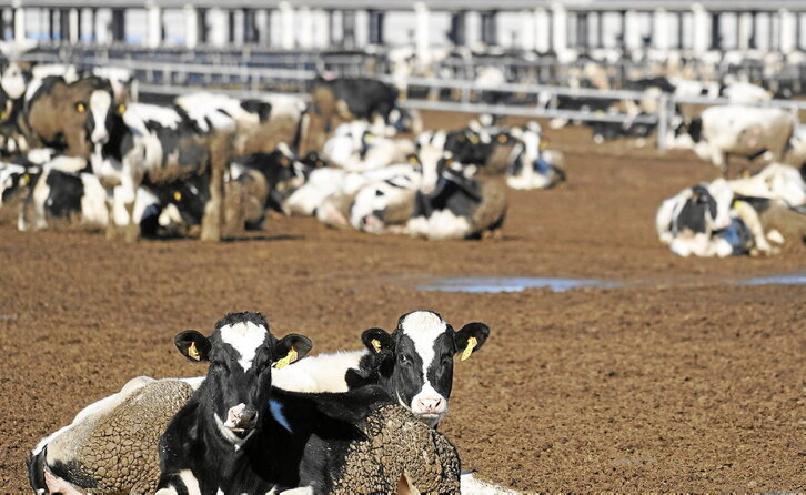 Vacas de la macrogranja de Valle de Odieta, ubicada en el municipio de Caparroso.