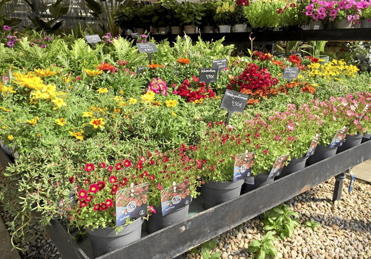 Los centros especializados ofrecen un amplio surtido tanto de flores de temporada como de plantas arbustivas y vivaces. En las imágenes, instalaciones de Viveros Fadura en Berango.