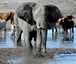 Un elefante en un paraje de Botsuana.