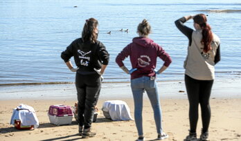 Les membres du centre de soin Hegalaldia ont recueilli, soigné puis relâché des guillemots qui s’étaient échoués sur la côte basque, épuisés, fin février.