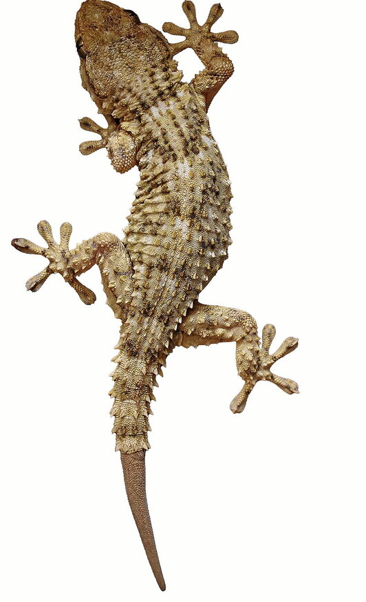 Ejemplar de salamanquesa, «dragoitxo» en euskara, fotografiado en Iruñea, donde un ejercicio de ciencia ciudadana ha permitido avistar unos 400 reptiles de este tipo.