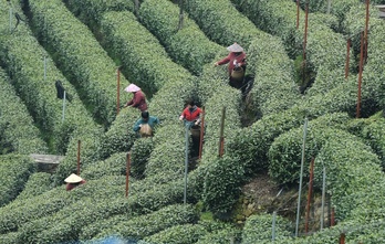 Mujeres trabajan en una plantación de té en Hangzhou, China.
