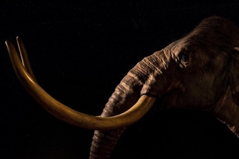 Un mamut en el Australian Museum de Sydney, en una imagen de archivo.