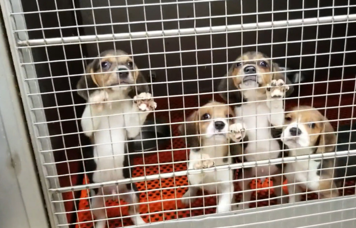 Jaulas con perros para investigación, en un vídeo de denuncia de la asociación animalista PETA.