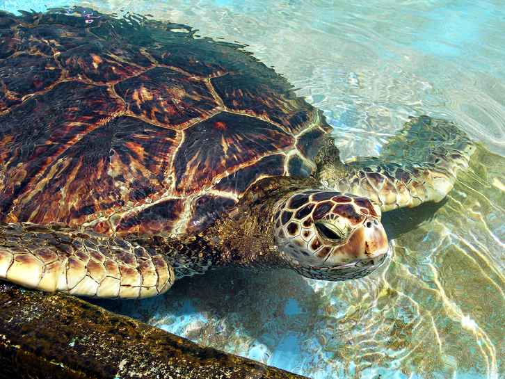 La tortuga marina encuentra un hábitat cada más óptimo en la calidez del Mediterráneo.
