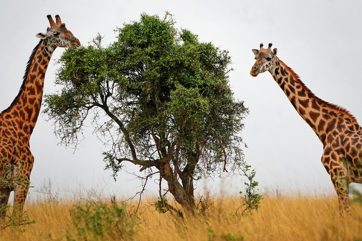 Dos jirafas en el Nairobi National Park de Kenia. 