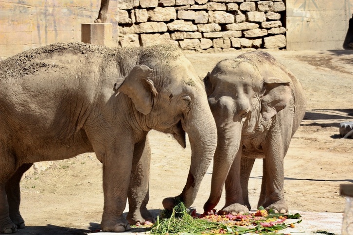Bi elefante, elkarrekin jolasean Malagako zoologiko batean.