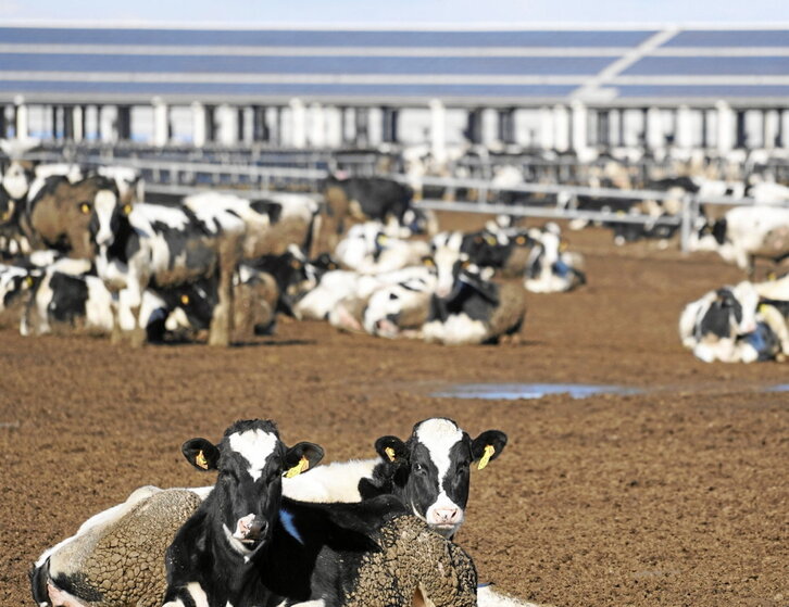 Vacas en la macrogranja de Caparroso, en 2022.