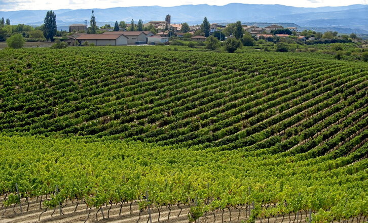 La medida de la DOCa Rioja también afecta a productores de Arabako Errioxa y de Nafarroa.