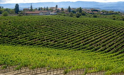 La medida de la DOCa Rioja también afecta a productores de Arabako Errioxa y de Nafarroa.
