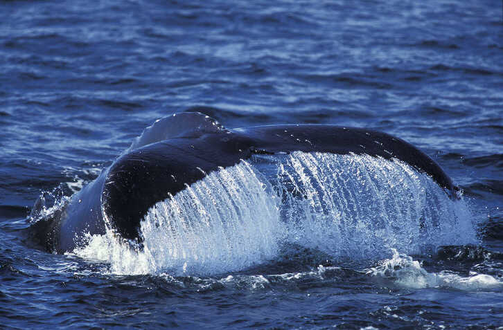 El Tratado de Alta Mar es importante para la conservación de especies como ballenas, tiburones o atunes
