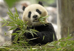 Qing Bao, bi urteko panda hartza, maiatzaren 16an Dujiangyan-en, Txinan.