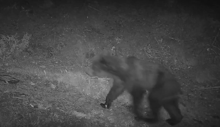 Fotograma del vídeo que ha confirmado la presencia del oso joven en Garde. 
