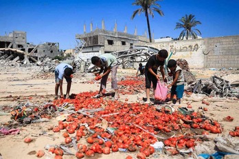 Niños palestinos recogen tomates caidos de un camión de ayuda humanitaria en el sur de Gaza.