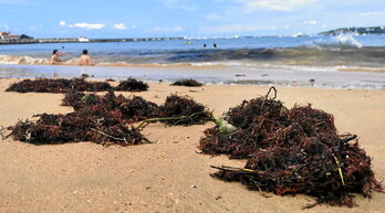 La laisse de mer est une zone de refuge pour les petits crustacés et les puces d’eau, et une source de nourriture notamment pour les oiseaux marins.